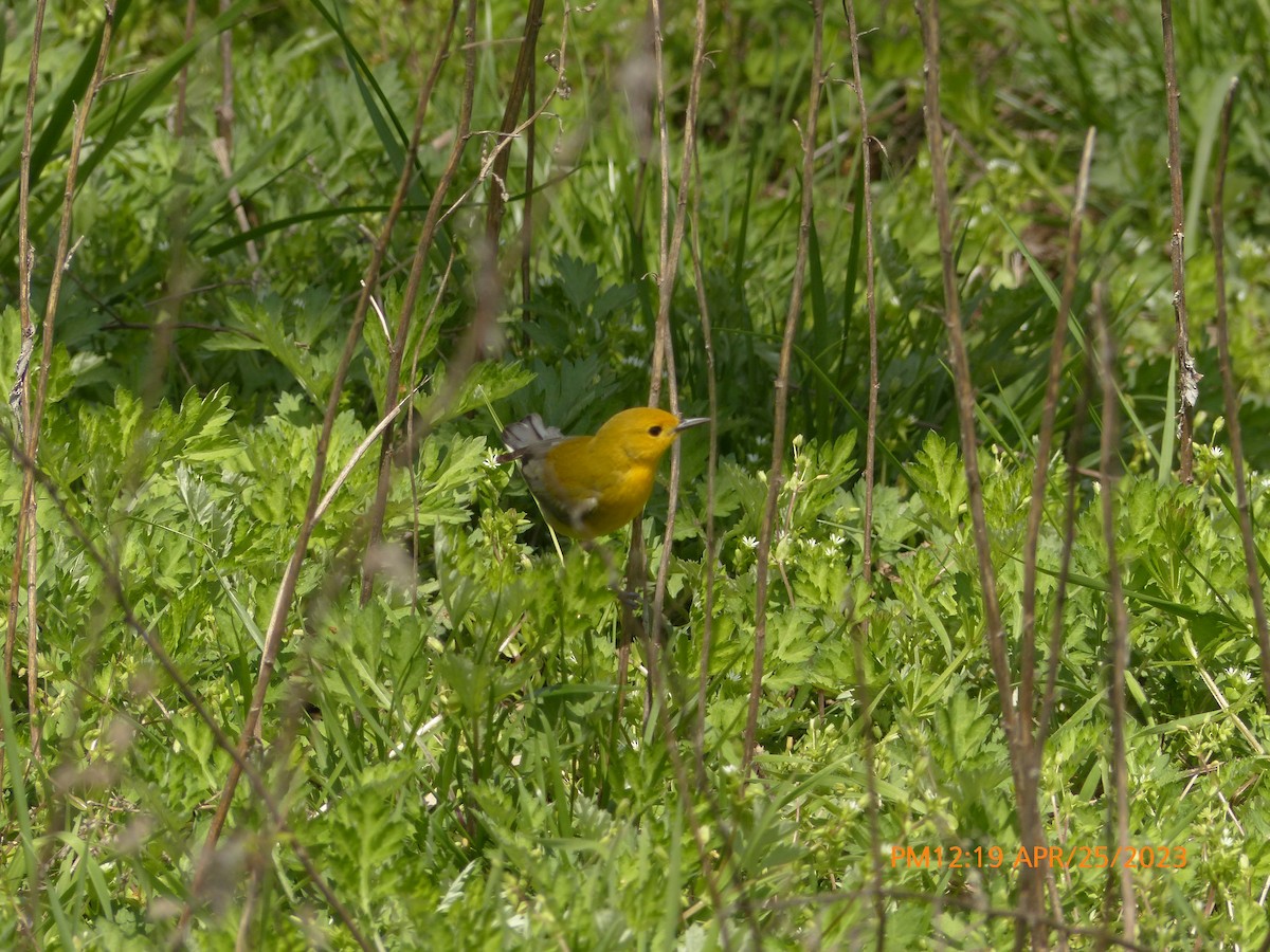 Prothonotary Warbler - ML562945861