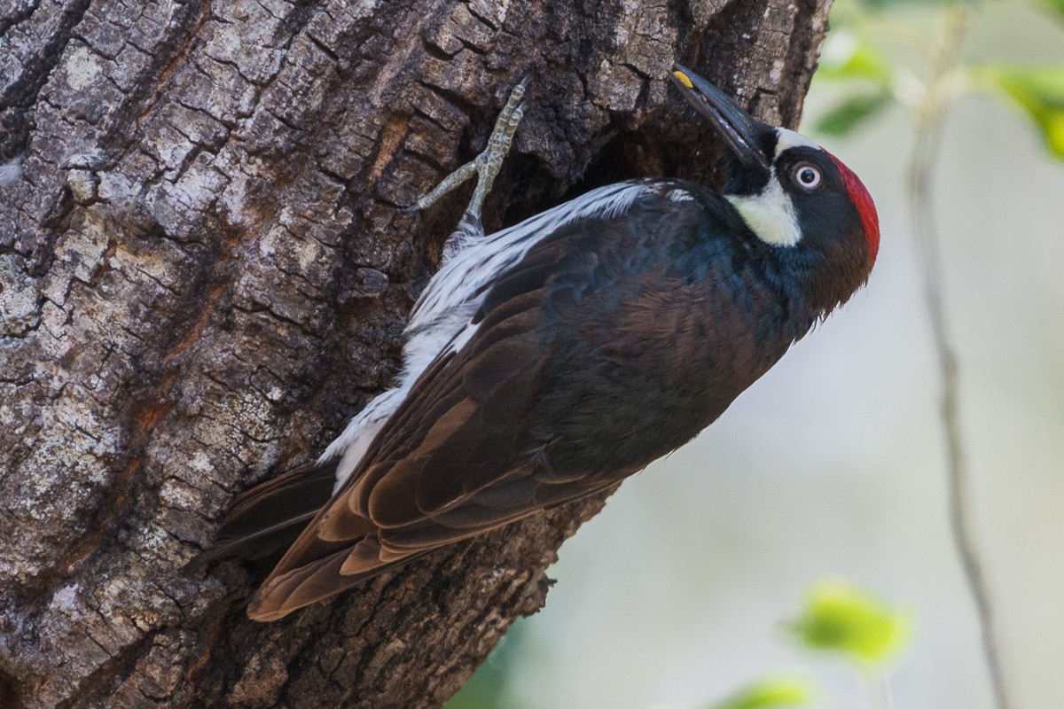 Acorn Woodpecker - Juan Miguel Artigas Azas