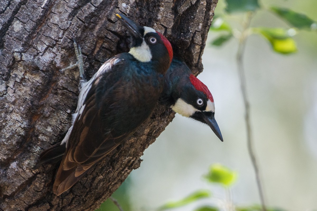 Acorn Woodpecker - ML562946051