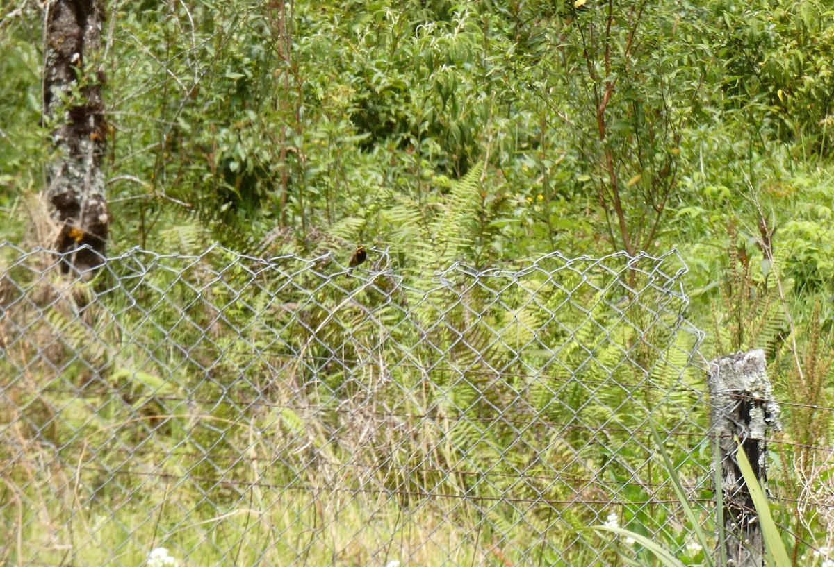 Yellow-faced Grassquit - Caroline Wolfe-Merritt