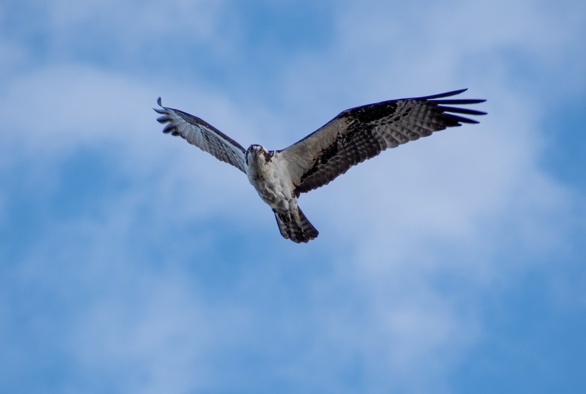 Osprey - Amy Springer