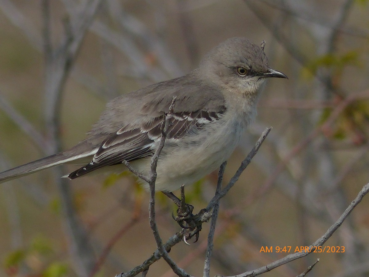 Northern Mockingbird - ML562946671