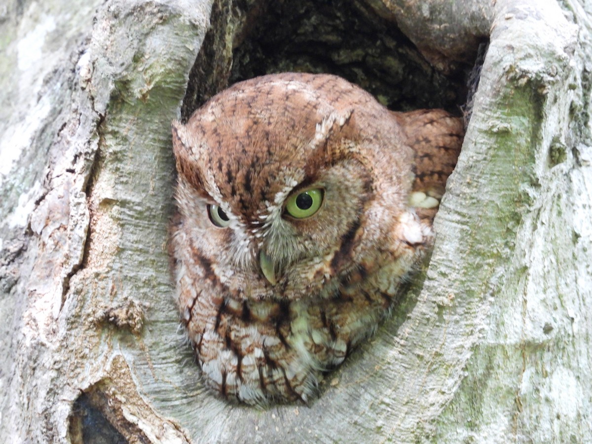 Eastern Screech-Owl - ML562946731