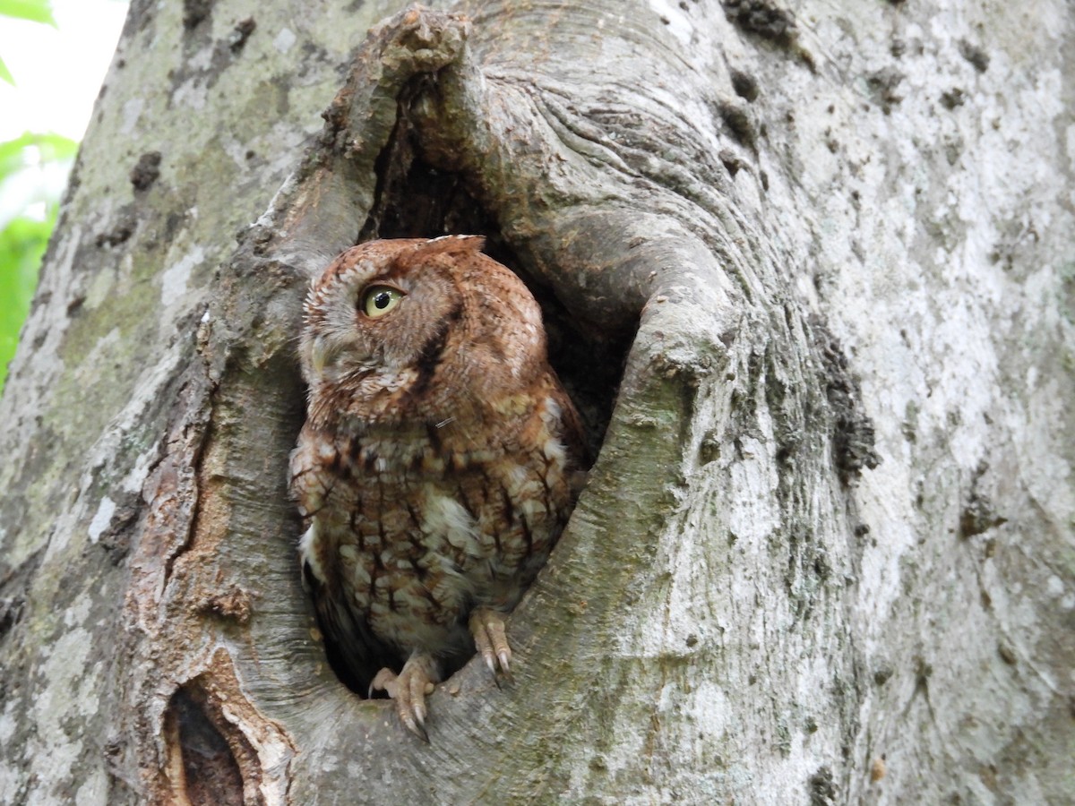 Eastern Screech-Owl - ML562946741