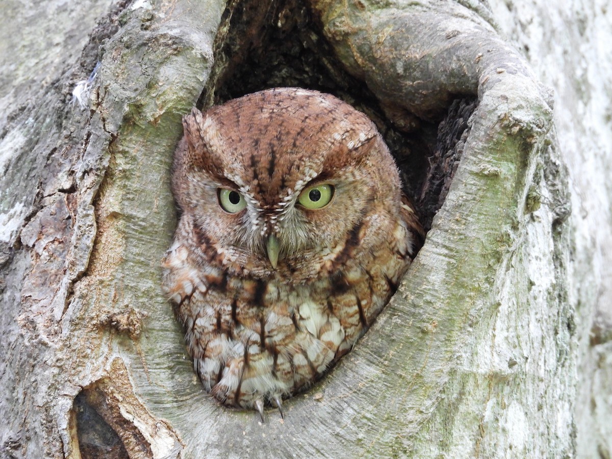 Eastern Screech-Owl - ML562946771