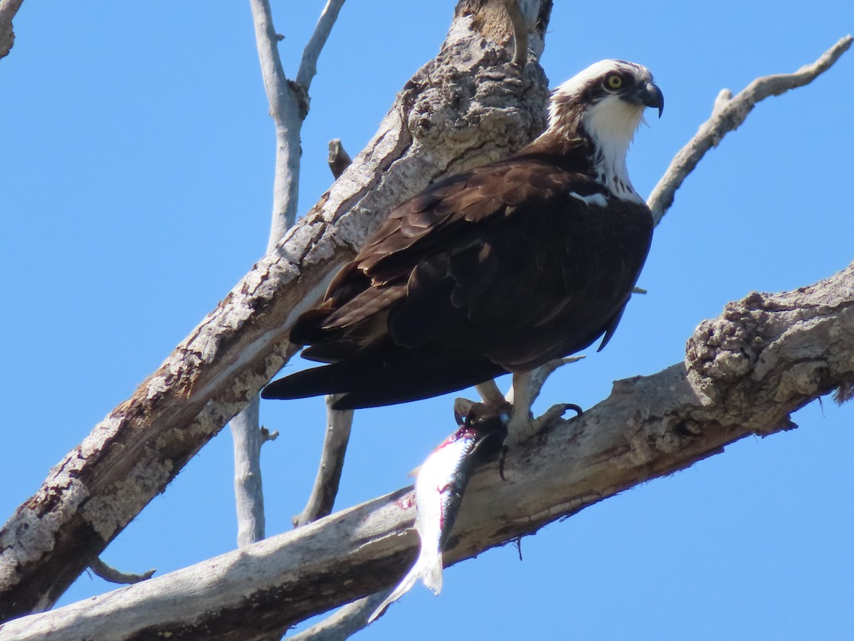 Águila Pescadora - ML562948461