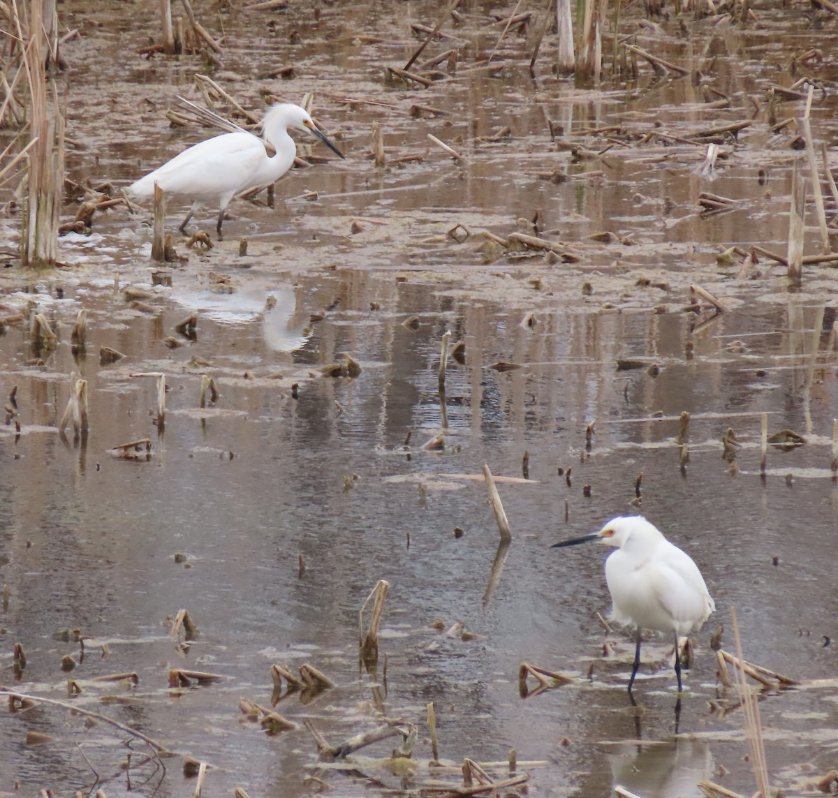 Snowy Egret - ML562948511