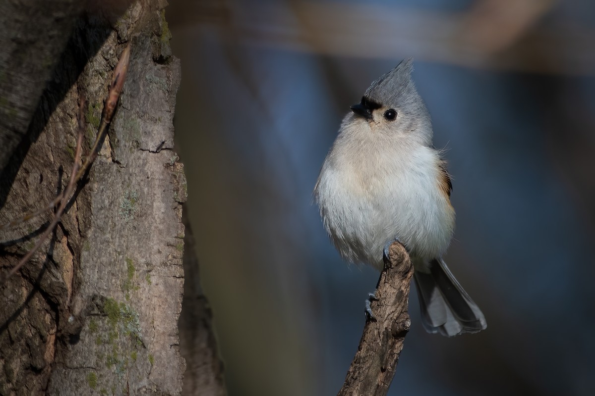 Tufted Titmouse - ML562948781