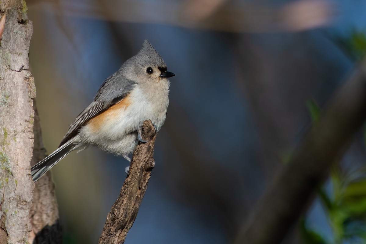 Tufted Titmouse - ML562948791