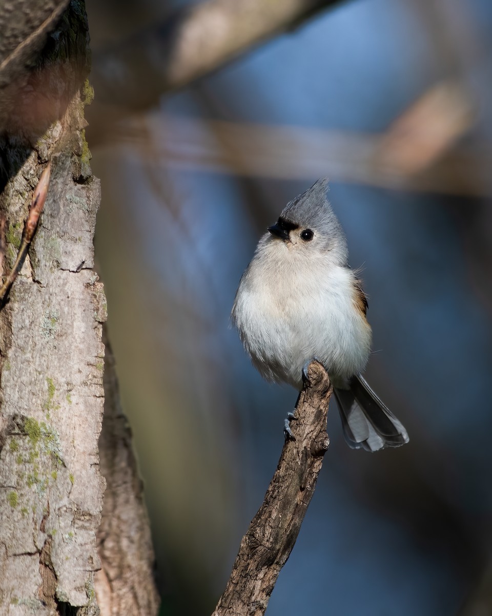 Tufted Titmouse - ML562948801