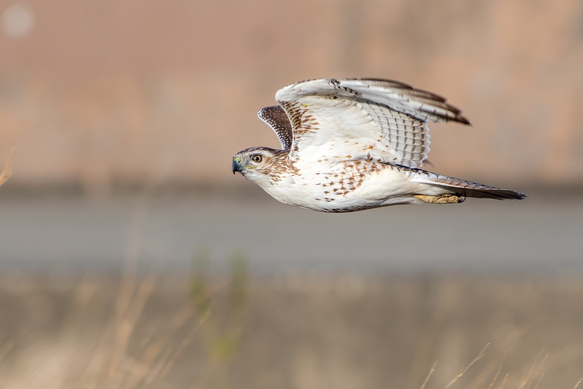 Red-tailed Hawk - Matthew Dolkart