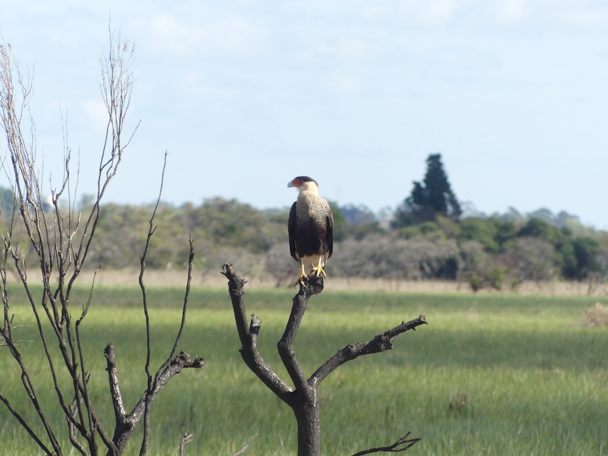 Caracara huppé - ML562950041