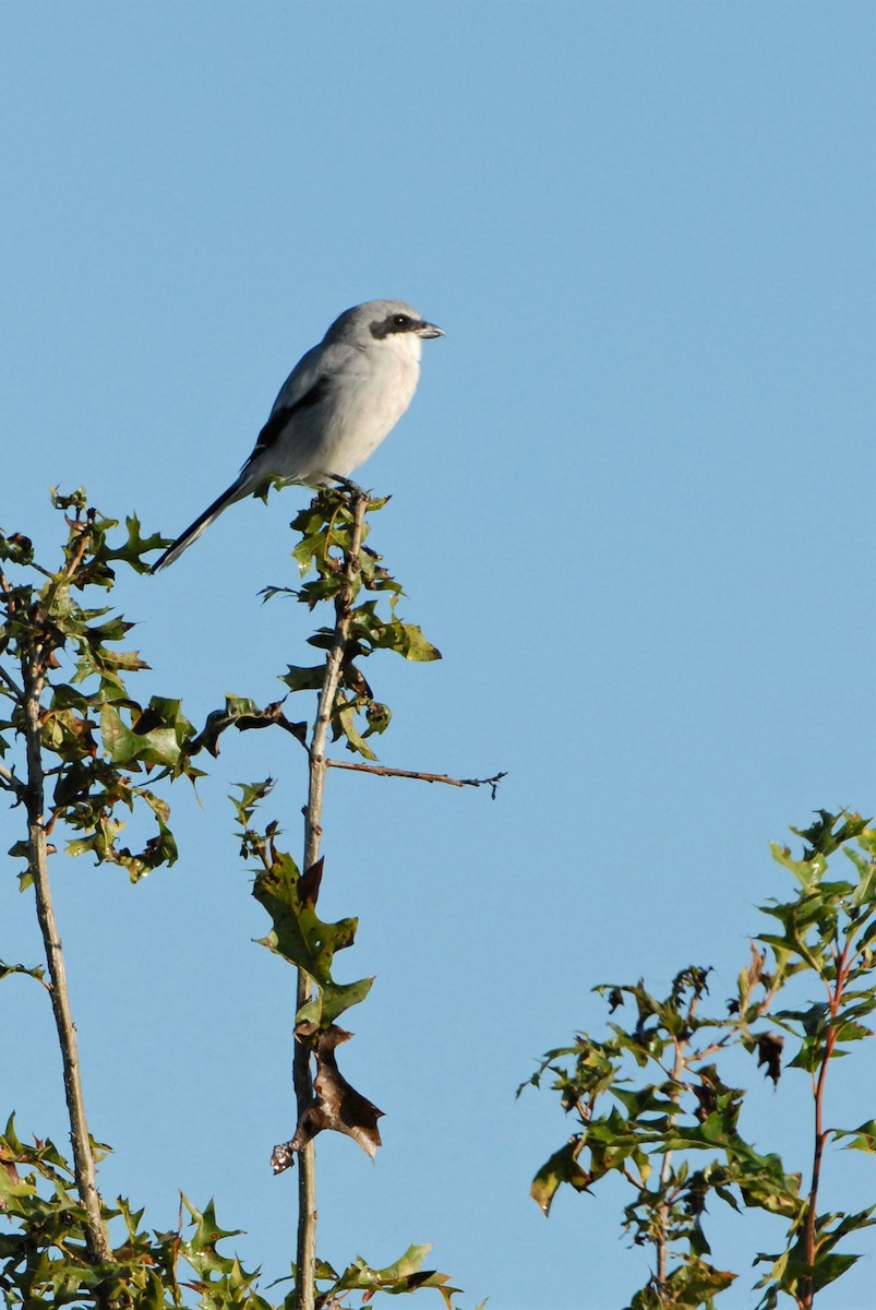 Loggerhead Shrike - ML562950761