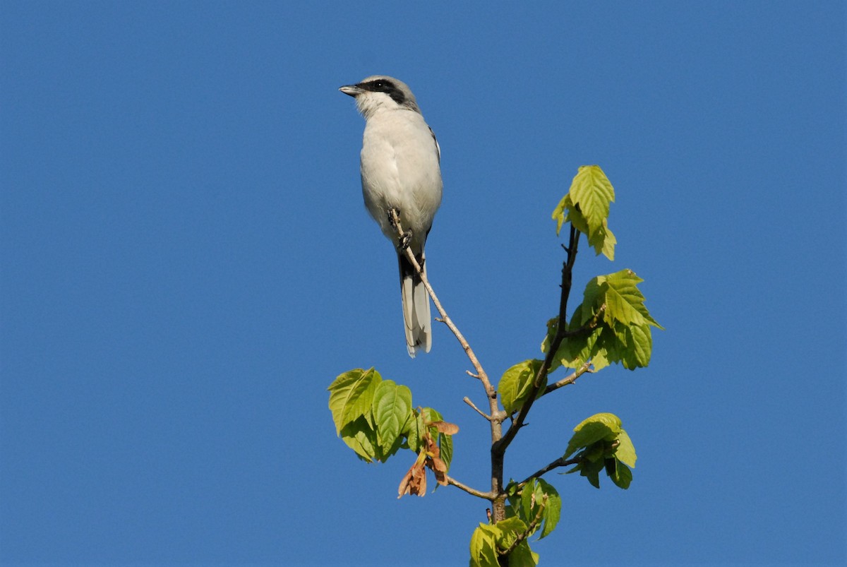 Pie-grièche migratrice - ML562950771