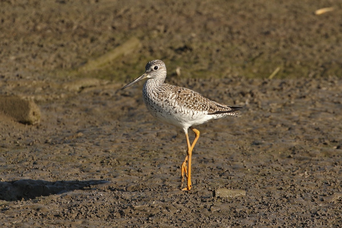 Greater Yellowlegs - ML562950961