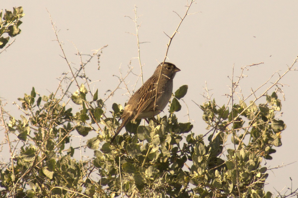 Golden-crowned Sparrow - Gary McLarty