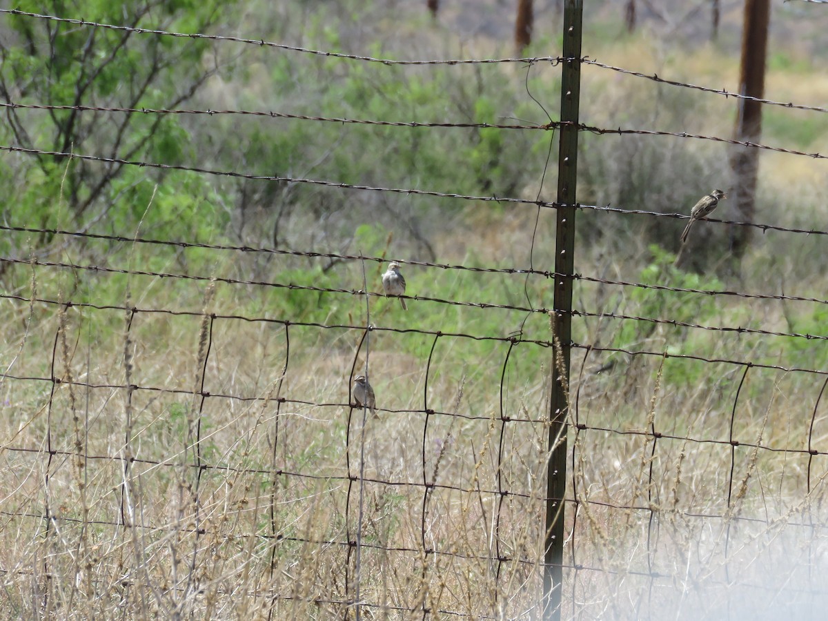 Clay-colored Sparrow - ML562951451