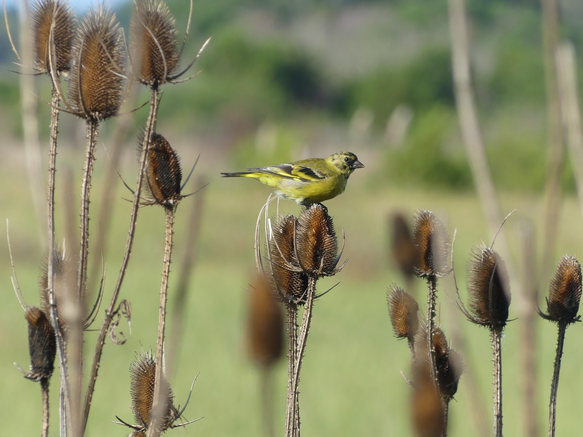 Hooded Siskin - ML562951461