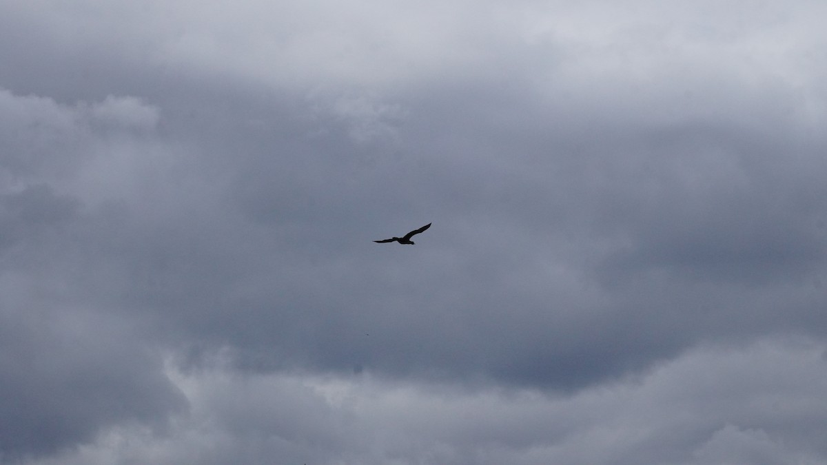 Double-crested Cormorant - ML562952331