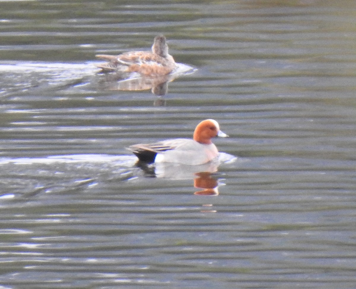 Canard siffleur - ML562952551