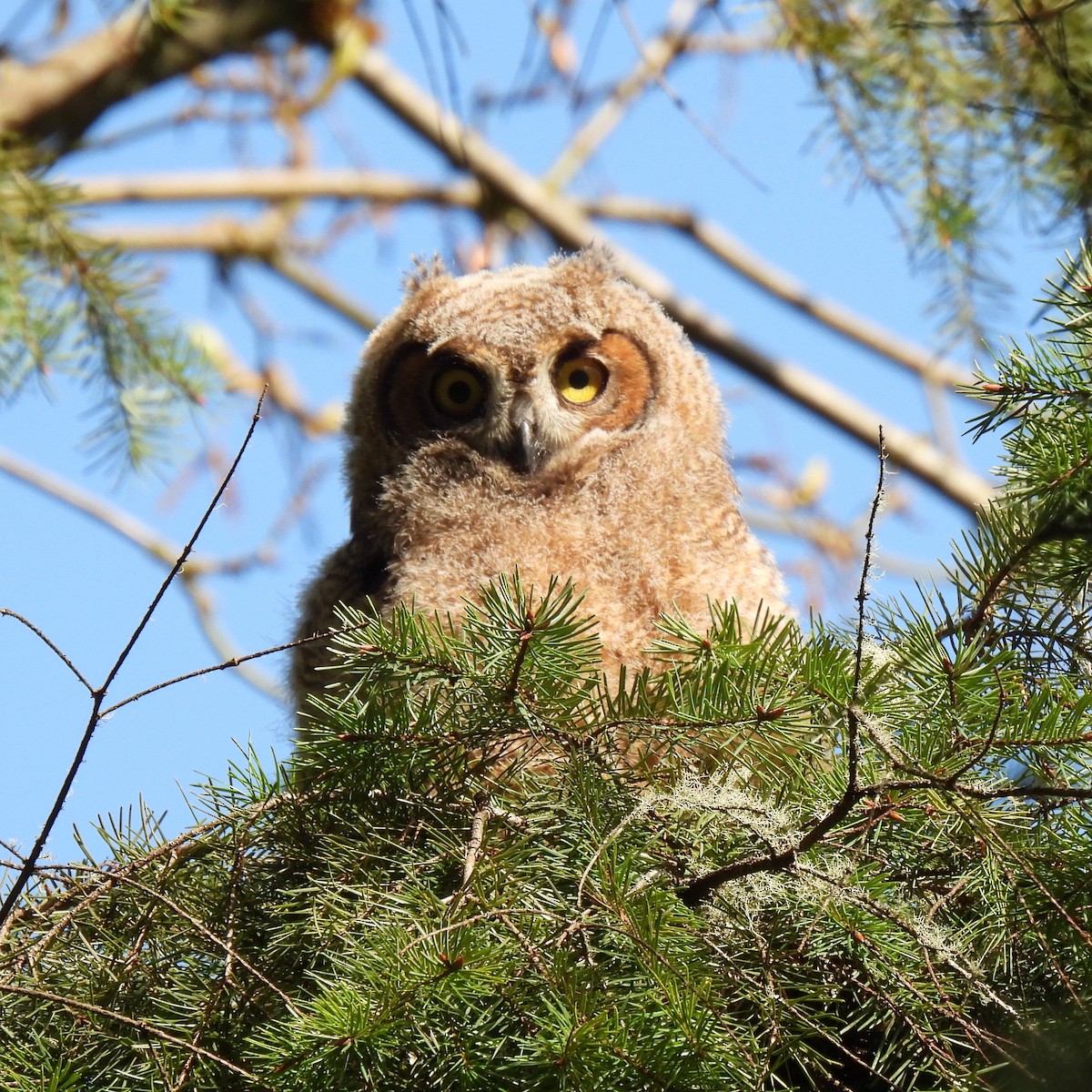Great Horned Owl - ML562953201