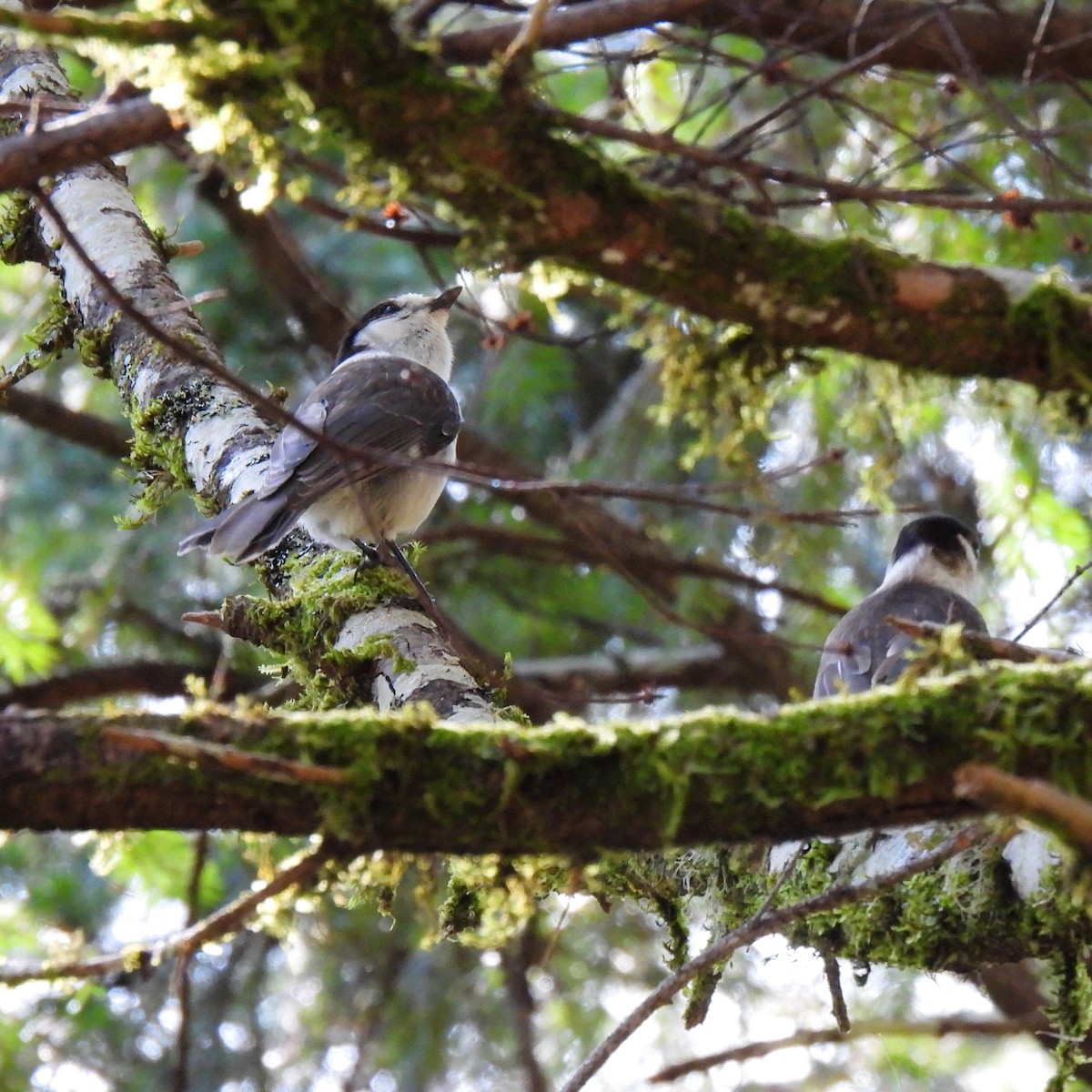 Canada Jay - ML562953301