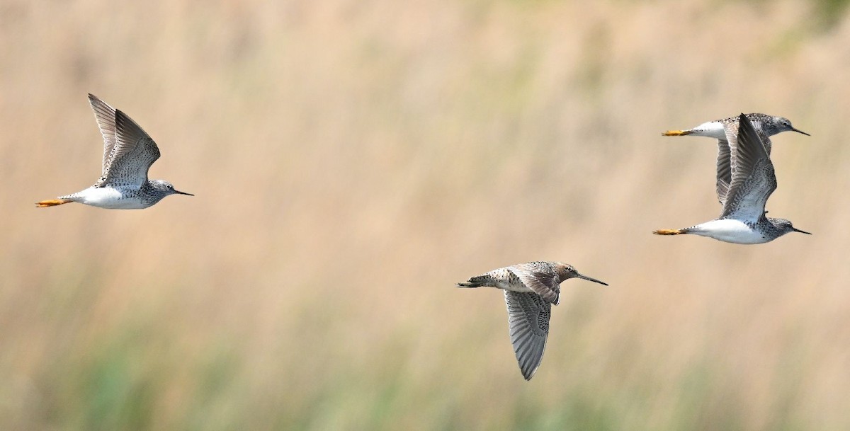 Short-billed Dowitcher - ML562953821