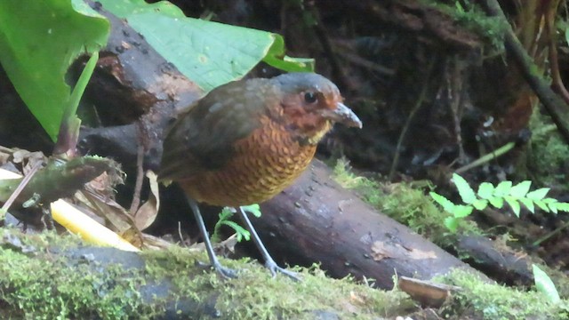 Giant Antpitta - ML562954031