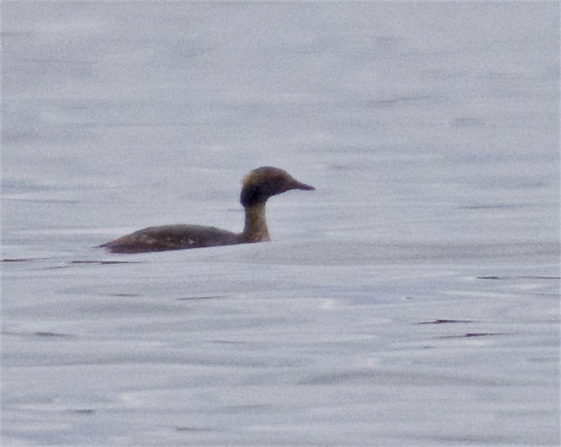 Horned Grebe - ML562954991