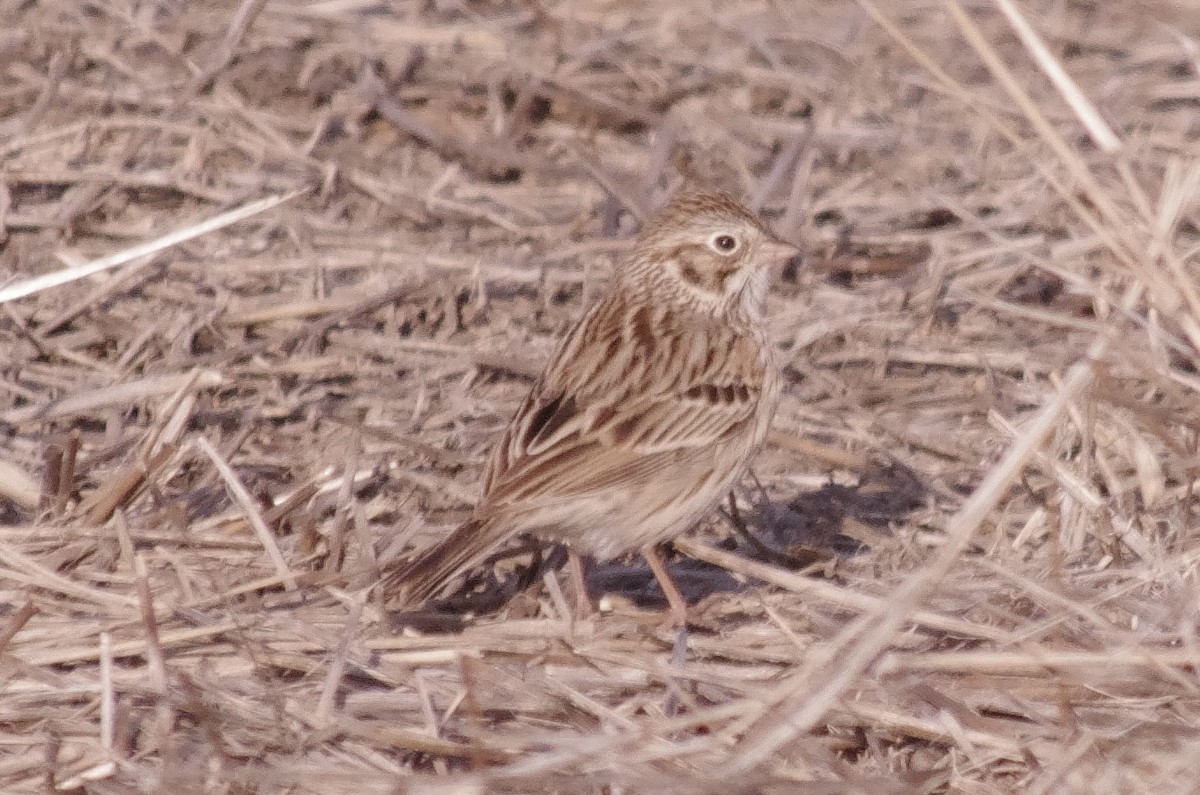 Vesper Sparrow - ML562955131