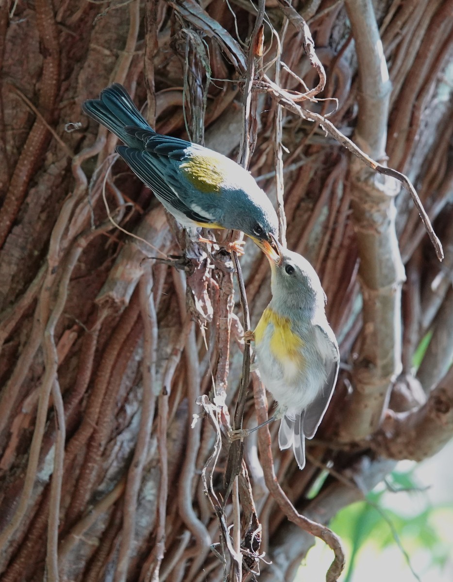 Northern Parula - ML562956631