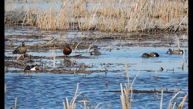 Green-winged Teal (American) - ML562957101