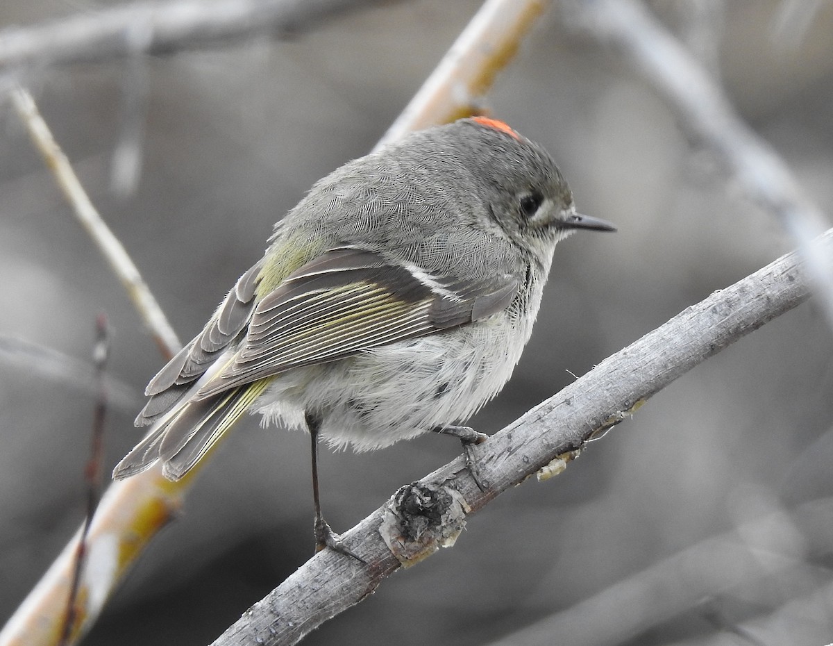 Ruby-crowned Kinglet - ML562957201