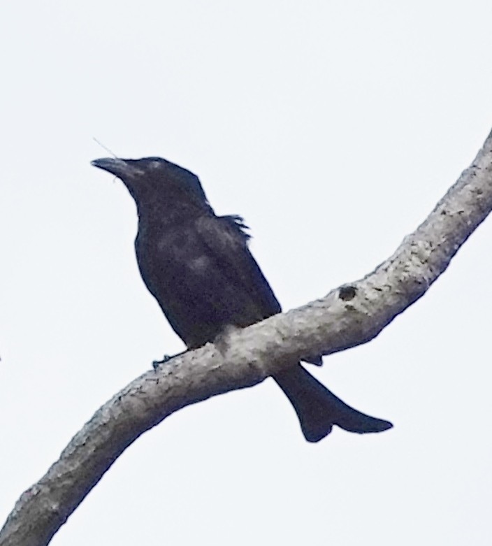 Drongo pailleté - ML562958061