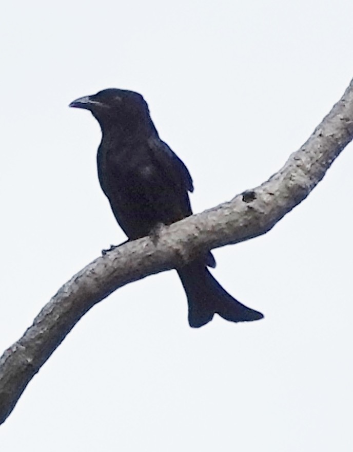 Drongo pailleté - ML562958071