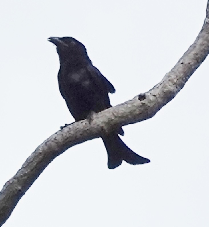 Drongo pailleté - ML562958081