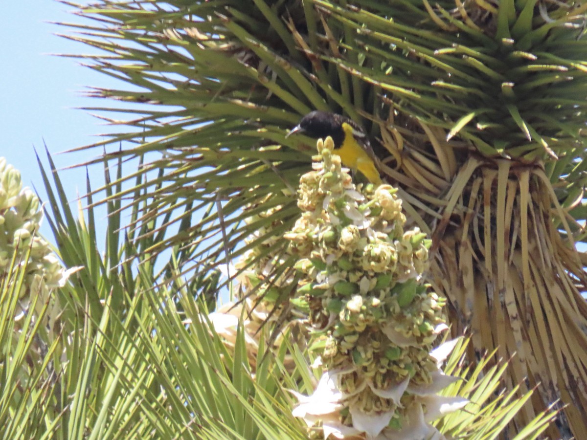 Scott's Oriole - ML562958161