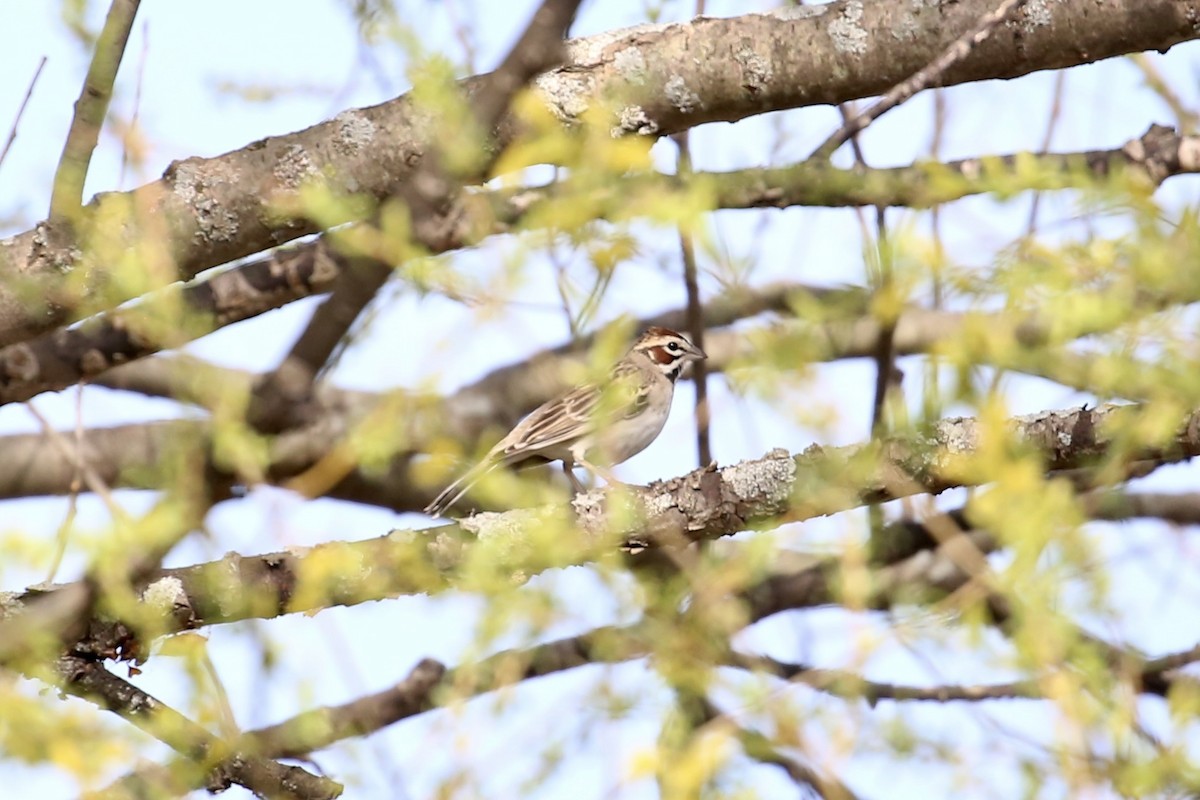 Lark Sparrow - ML562958491