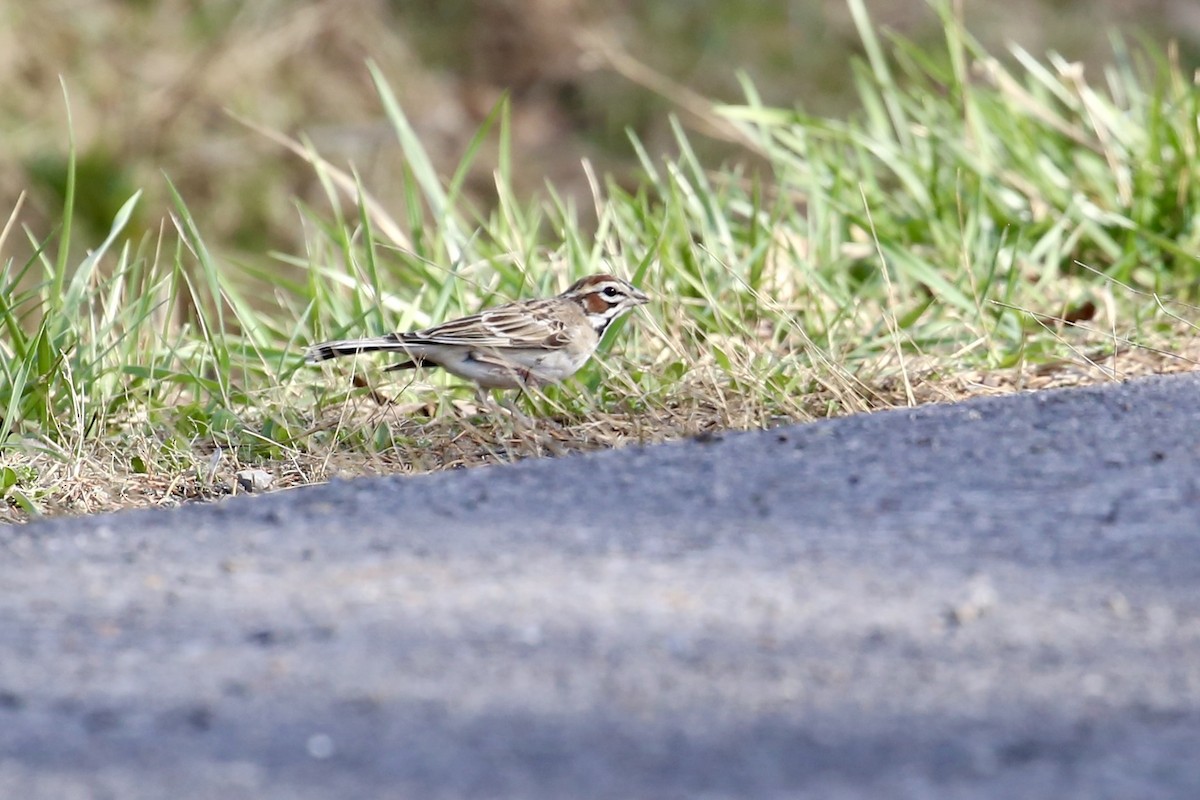Lark Sparrow - ML562958831