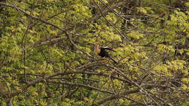 Anhinga amerikarra - ML562959421