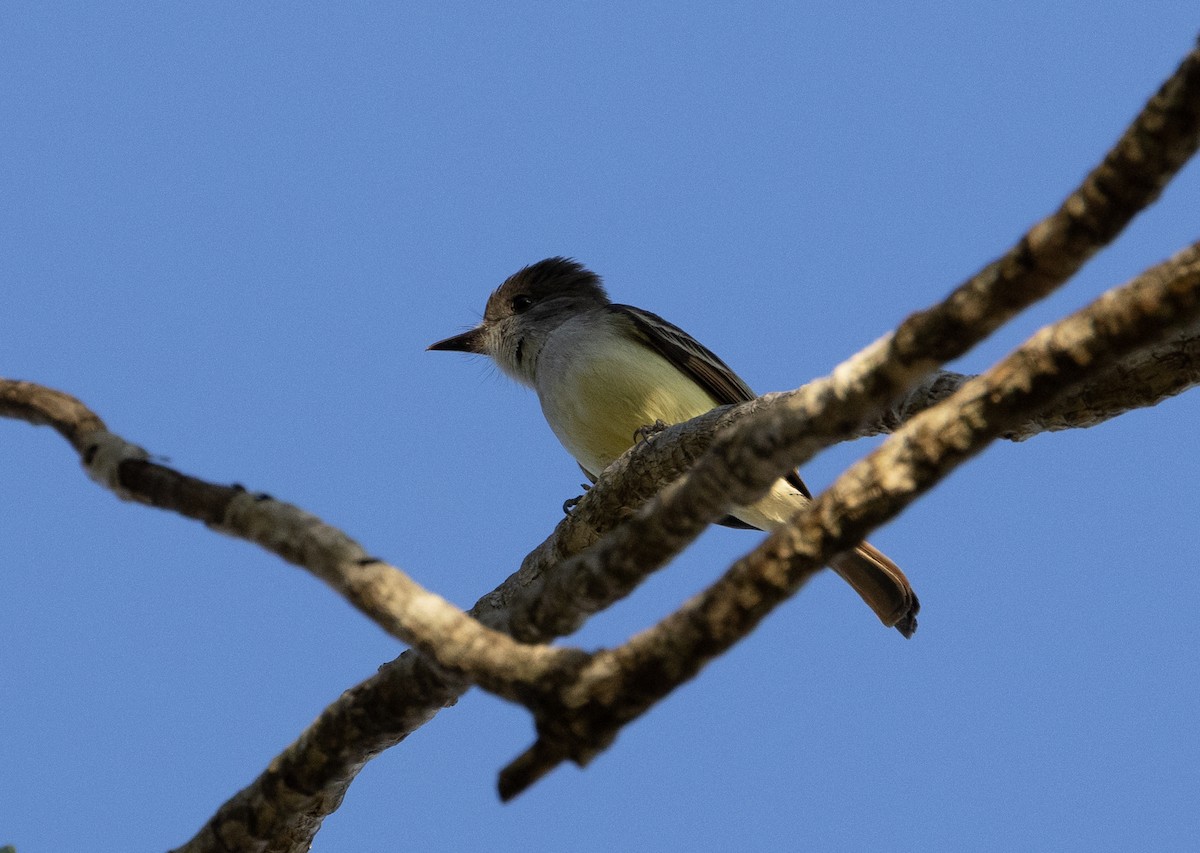 Stolid Flycatcher - ML562959891