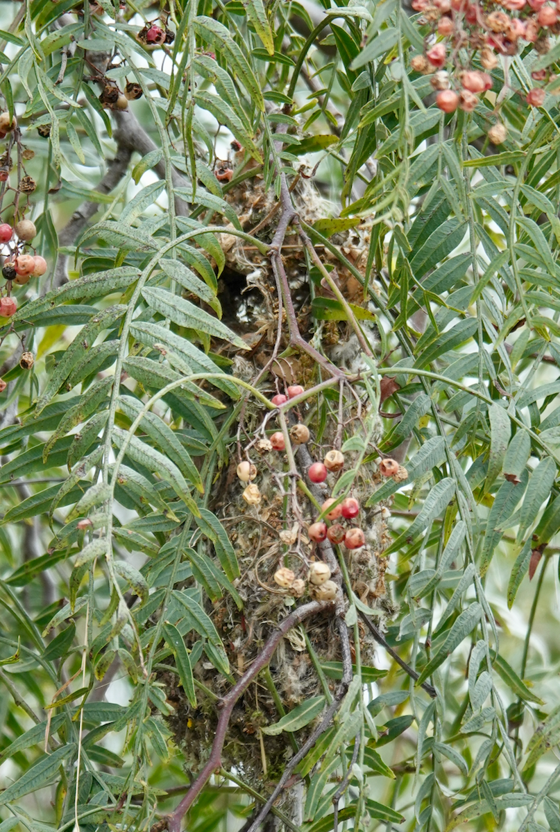 Bushtit - ML562960731