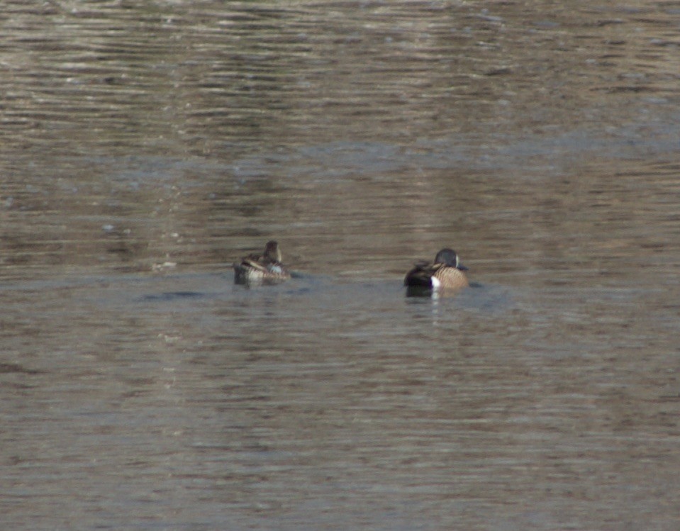 Blue-winged Teal - ML562960761
