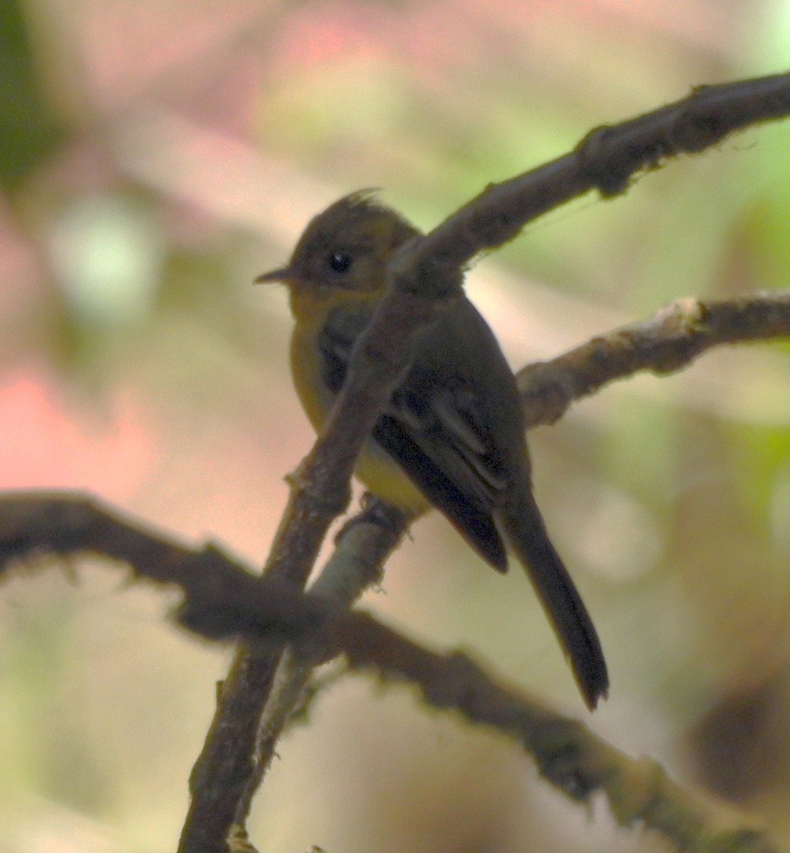 Mosquero Moñudo Común (aurantiiventris) - ML562960791