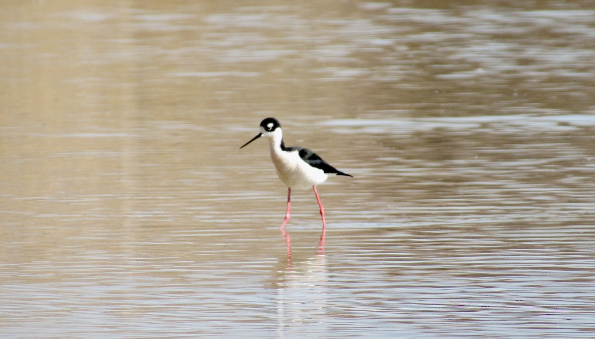 Black-necked Stilt - Jack Stalnaker