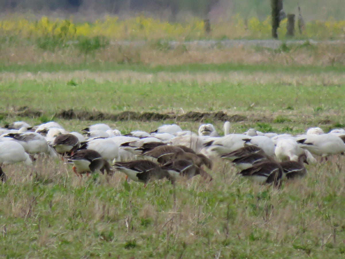 Greater White-fronted Goose (Western) - ML562960881