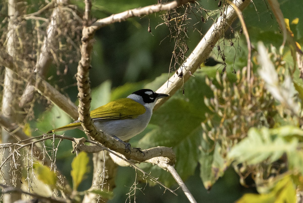 Black-crowned Palm-Tanager - Anne Heyerly