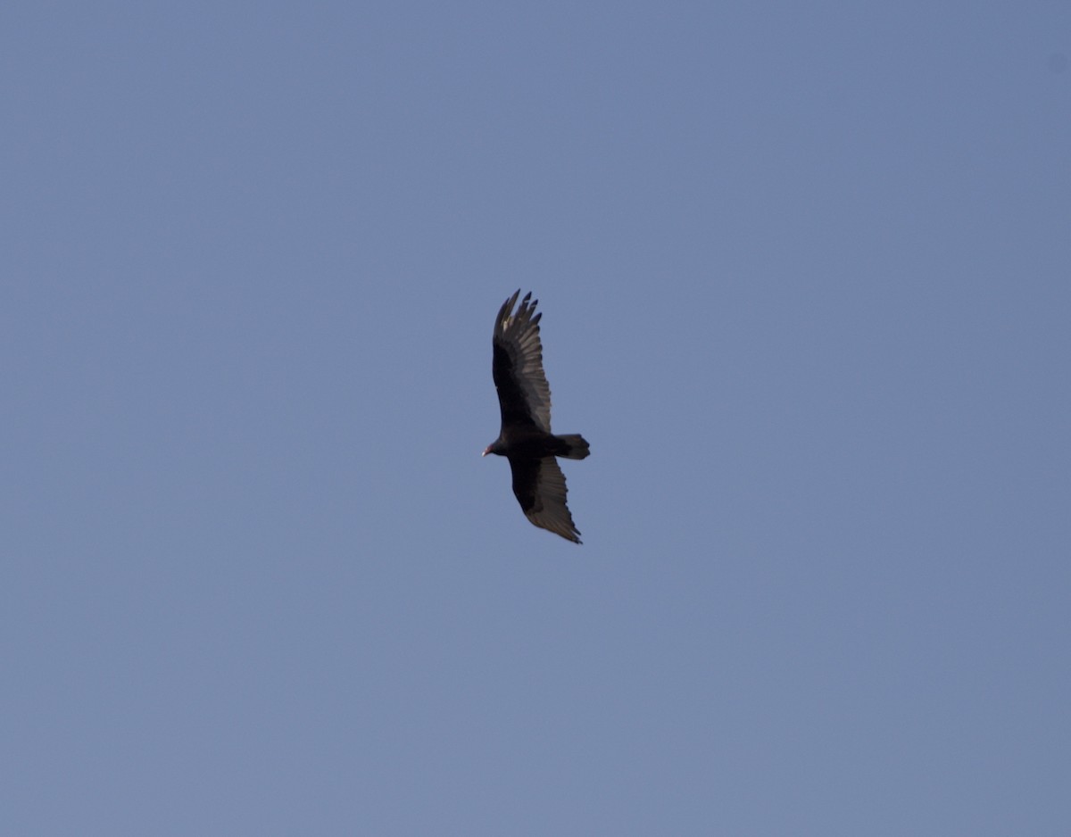 Turkey Vulture - ML562961051