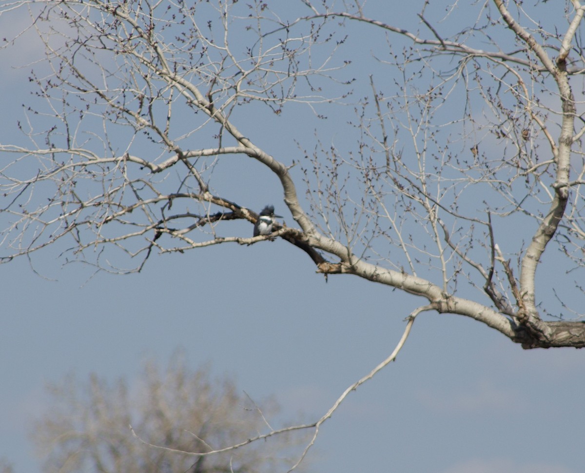 Belted Kingfisher - ML562961151