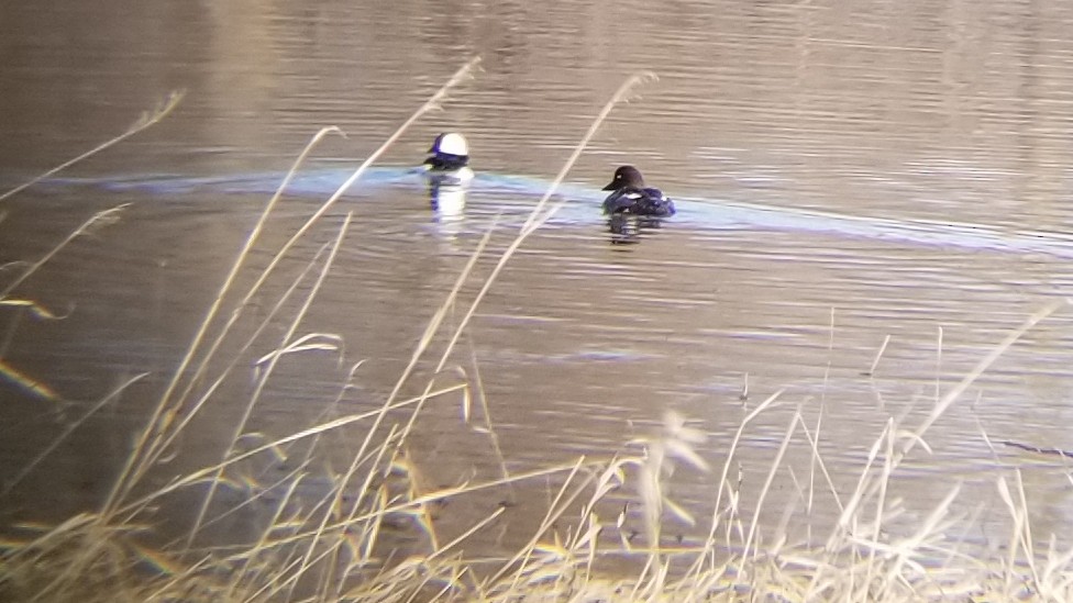 Common Goldeneye - ML562961161